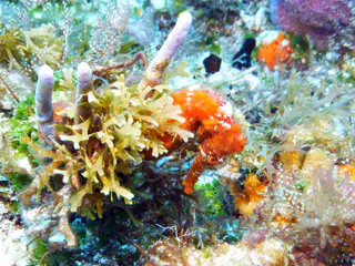 Underwater photograph by Joel Bergsma
