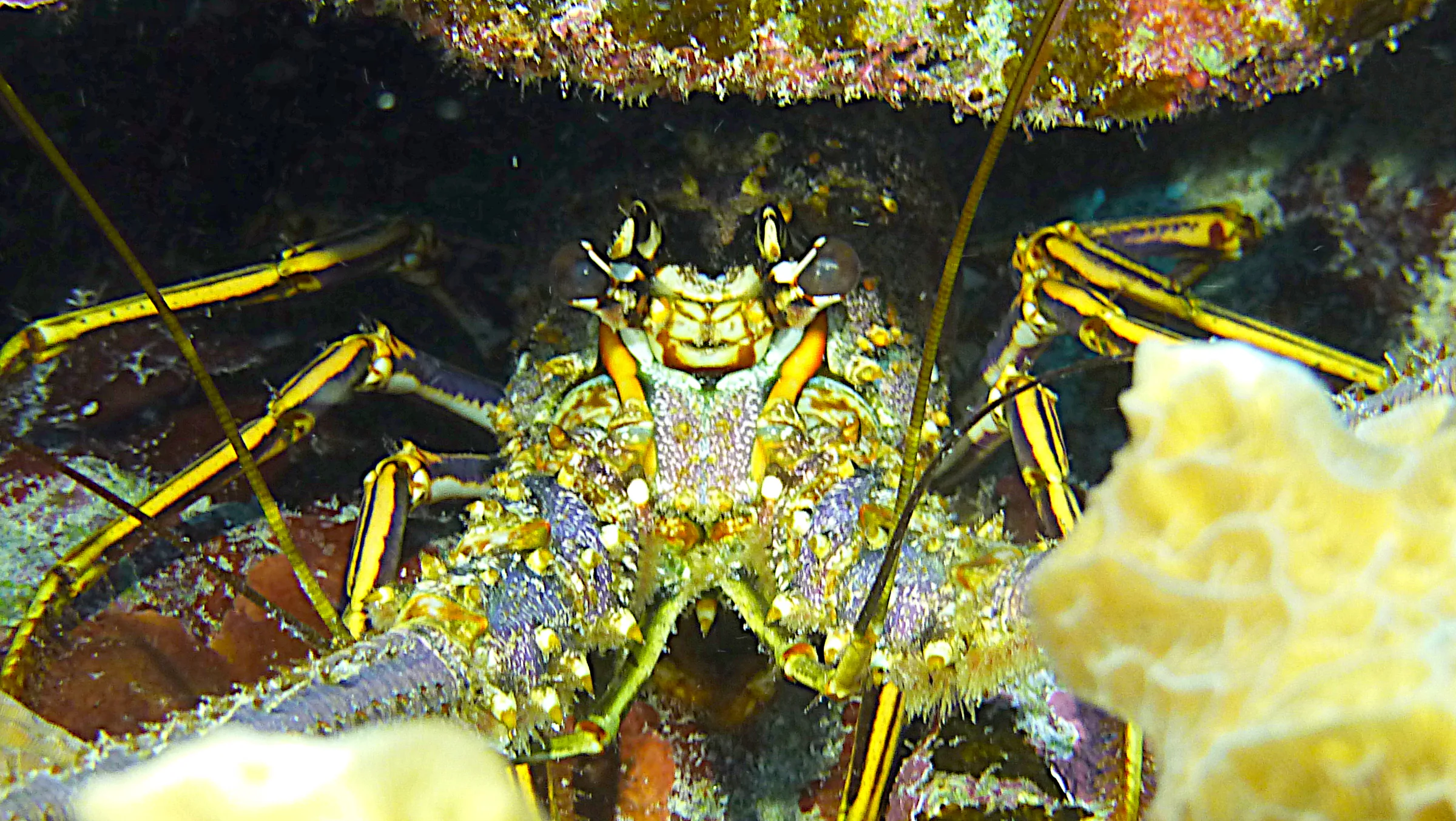 Belize underwater photograph, 2017