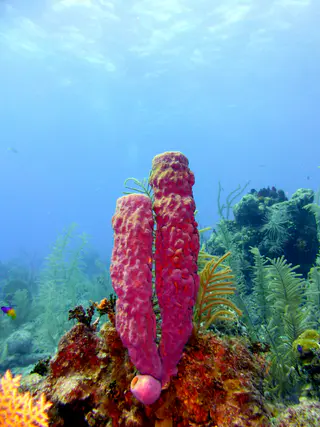 Underwater photograph by Joel Bergsma