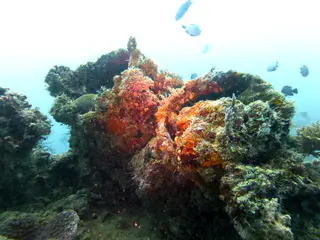 Underwater photograph by Joel Bergsma