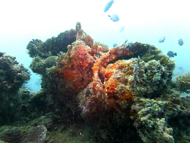 Underwater photograph by Joel Bergsma