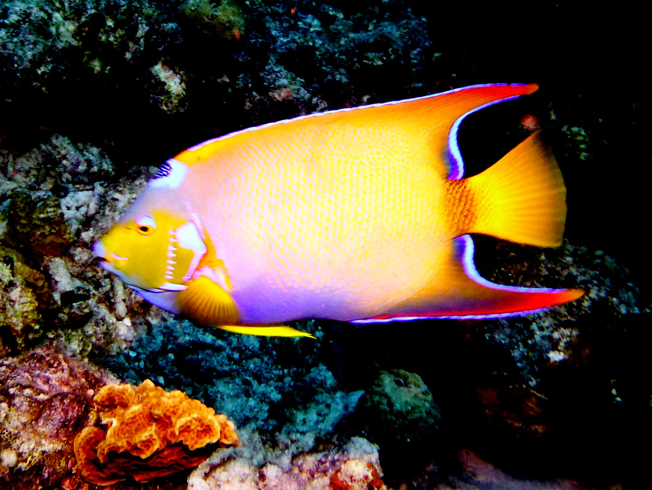 Queen Angelfish, Bonaire, 2013