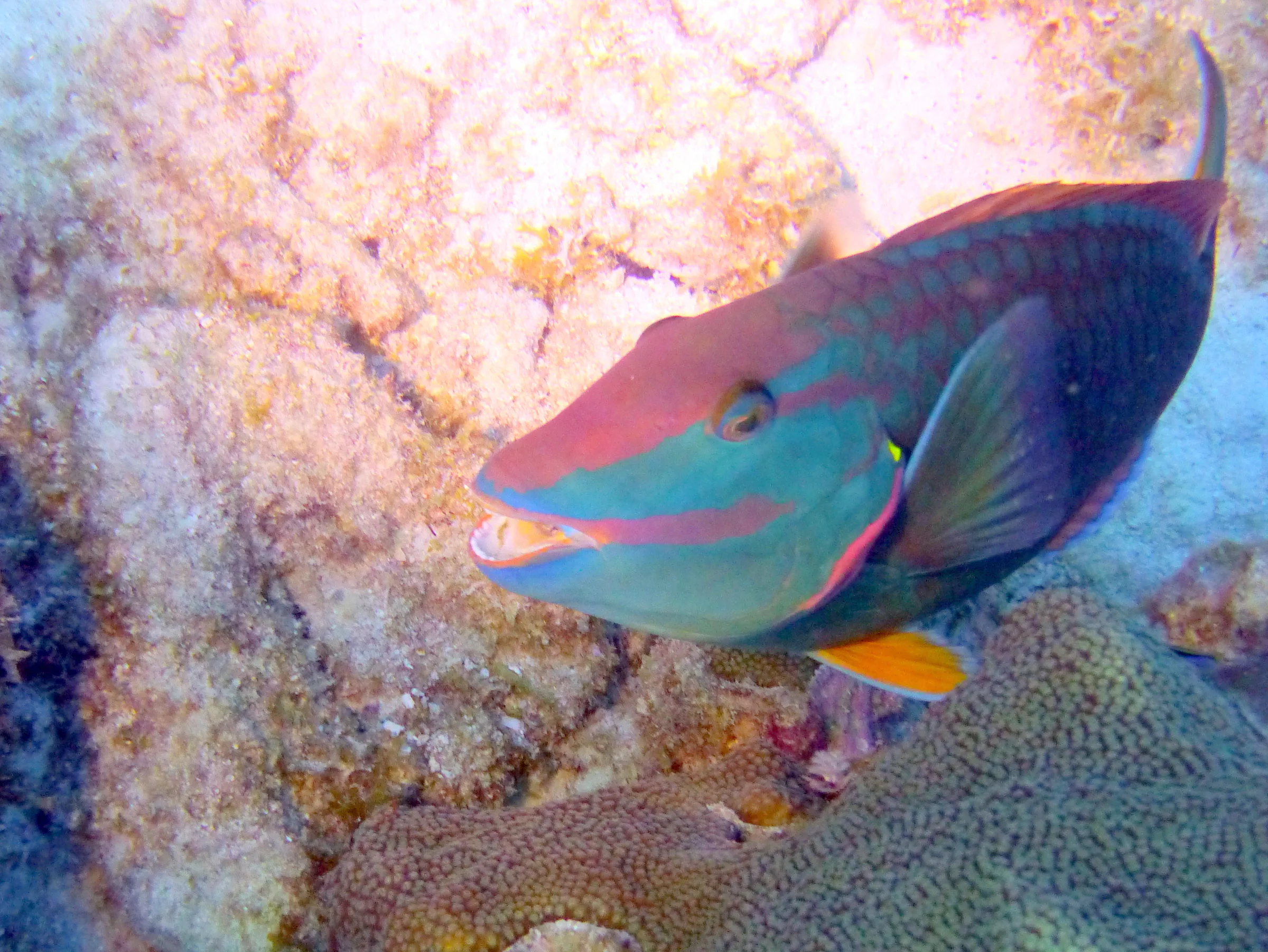 Parrotfish, Bonaire, 2013