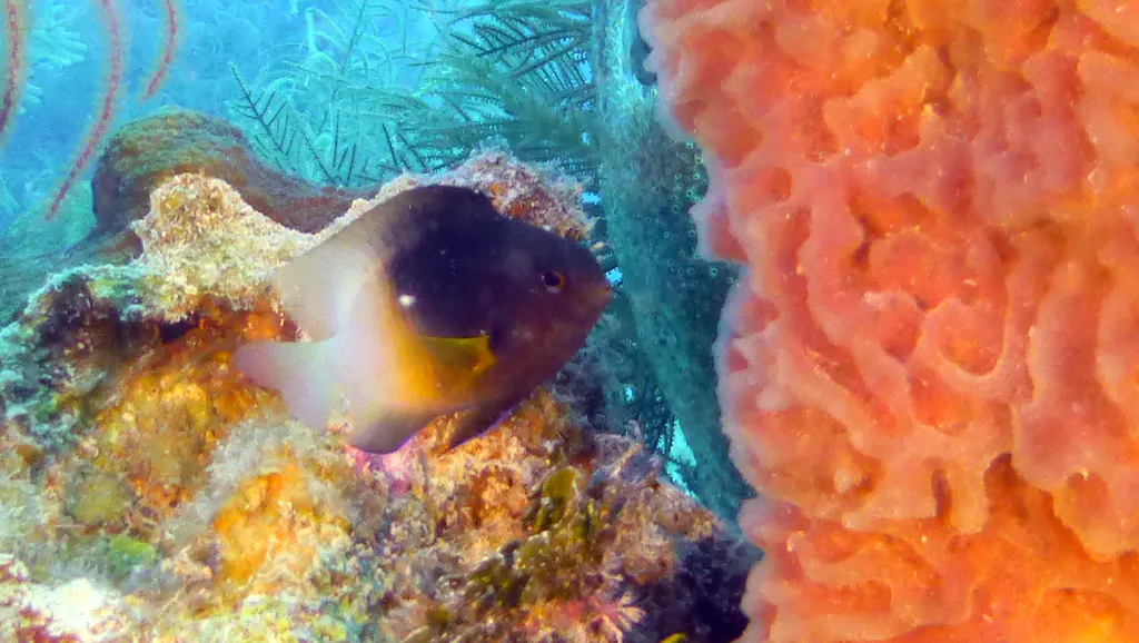 Underwater photograph by Joel Bergsma