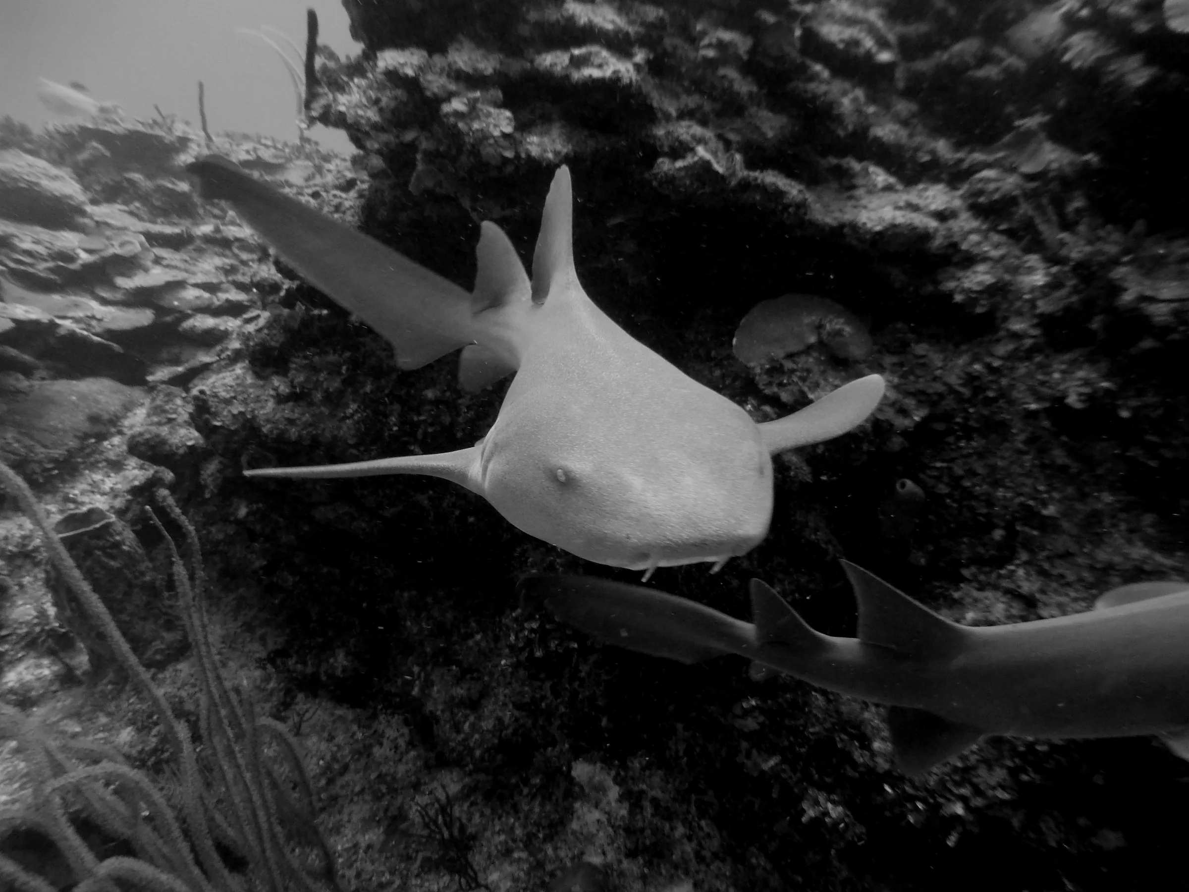 Nurse Shark, Belize, 2017