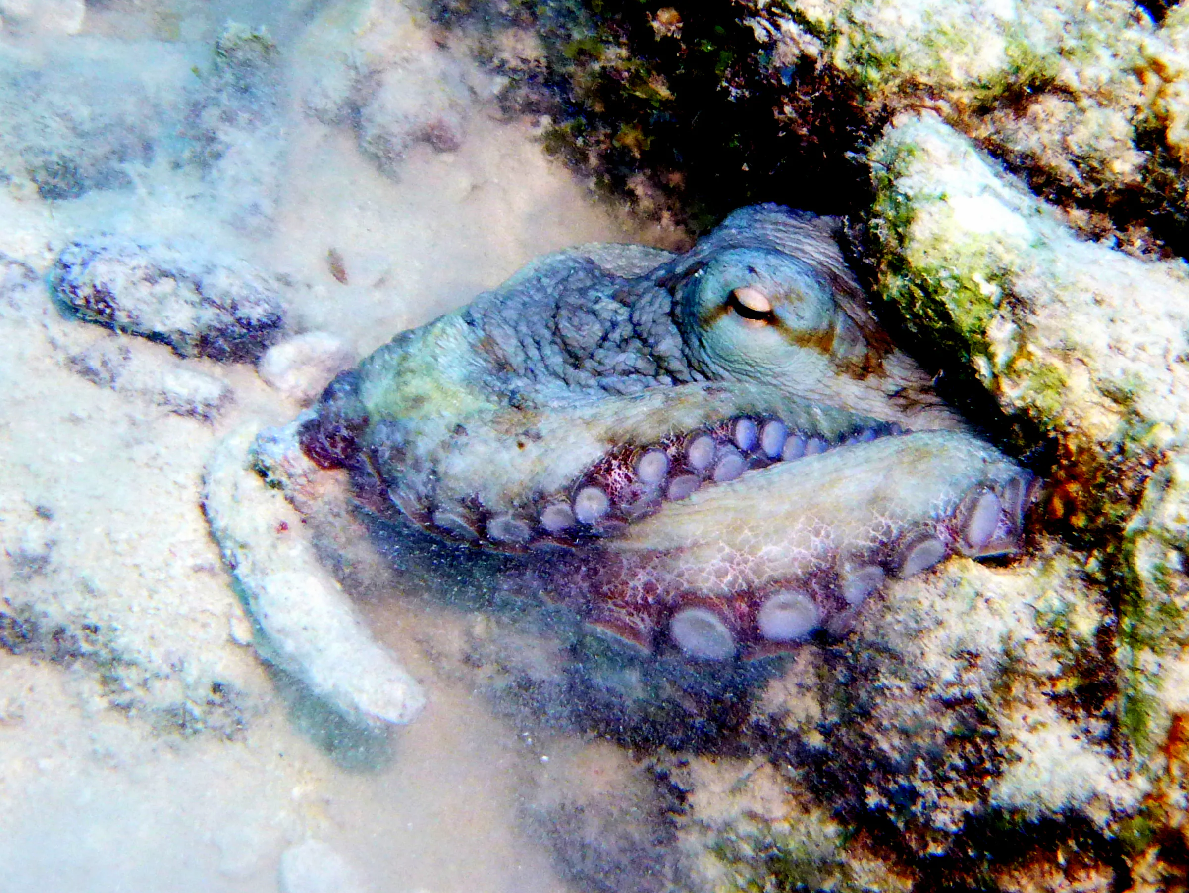 Octopus, Bonaire, 2013