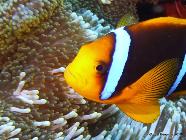 Underwater photograph by Joel Bergsma