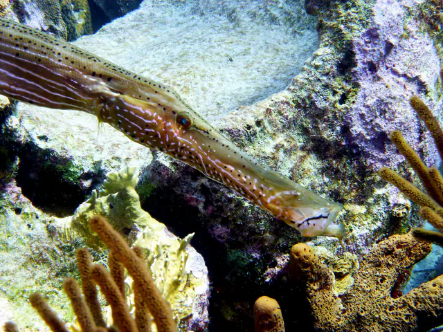 Underwater photograph by Joel Bergsma