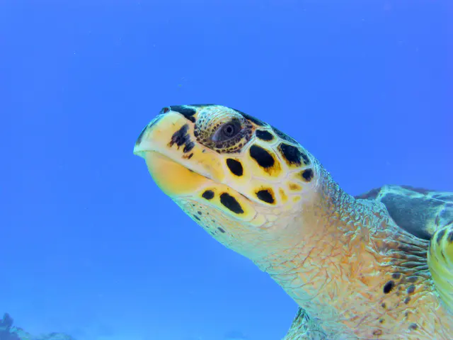 Underwater photograph by Joel Bergsma