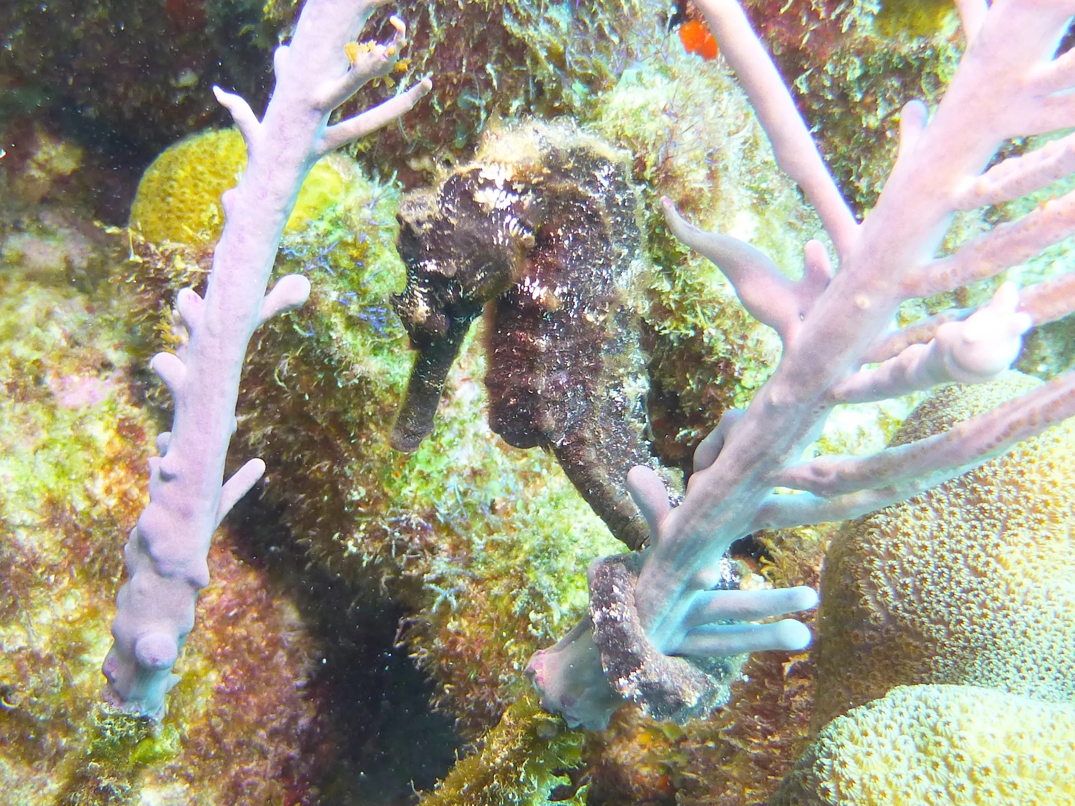 Seahorse, Bonaire, 2013