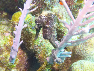 Underwater photograph by Joel Bergsma
