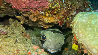 Underwater photograph by Joel Bergsma