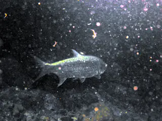 Underwater photograph by Joel Bergsma