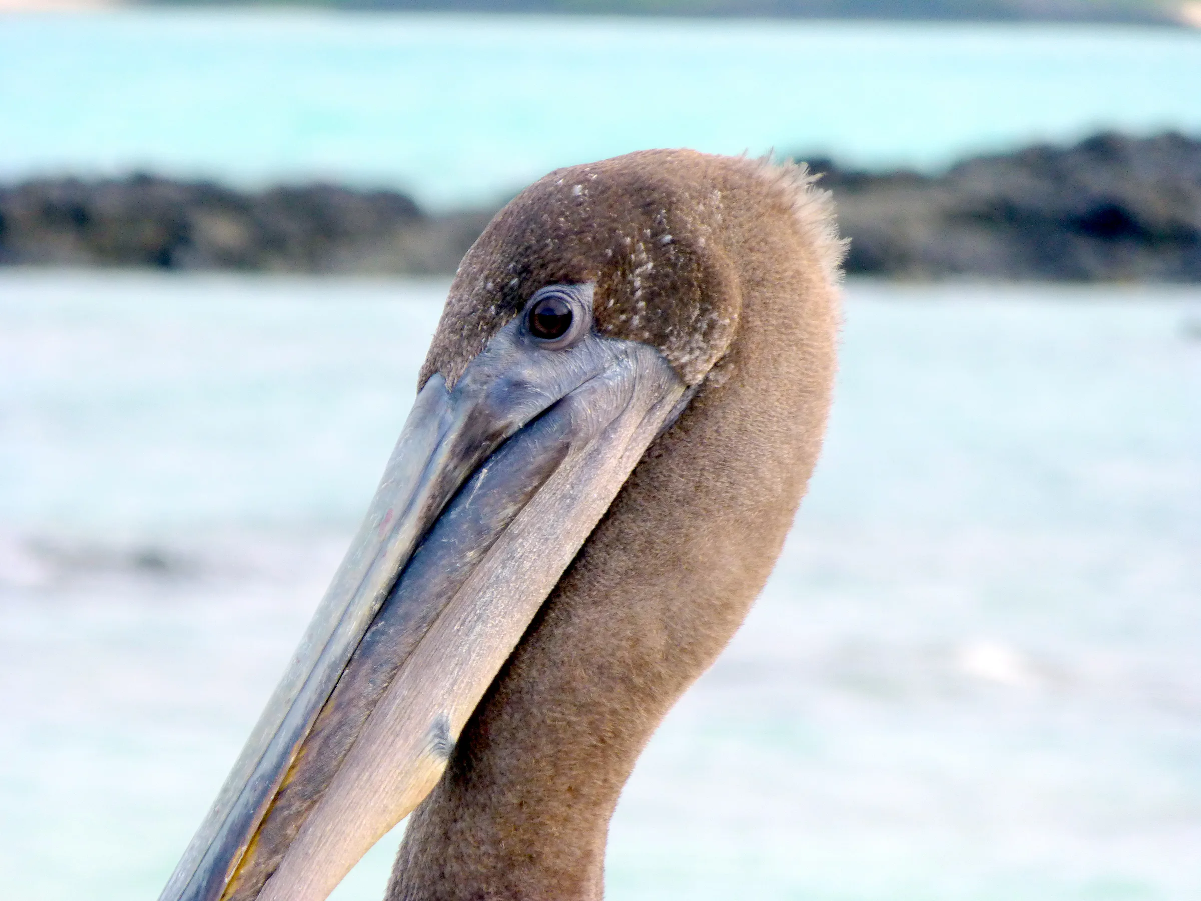 A Brown Pelican scouts for fish at the El Garrapatero Beach.