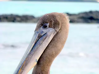 A Brown Pelican scouts for fish at the El Garrapatero Beach.