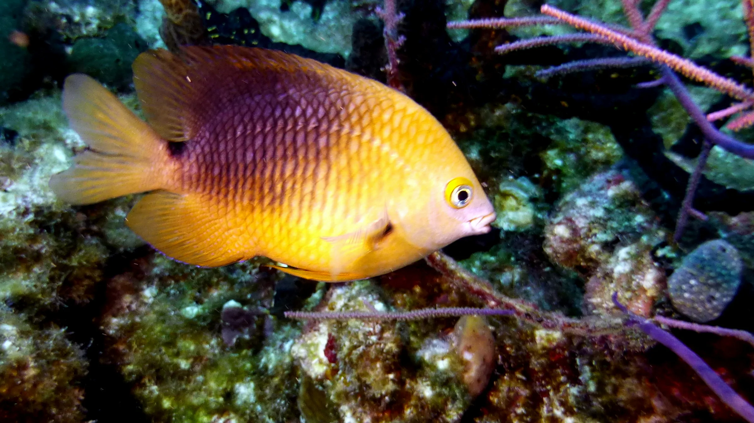 Beaugregory Damselfish, Belize, 2017