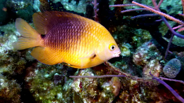 Underwater photograph by Joel Bergsma