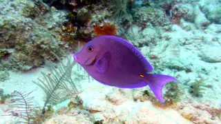 Underwater photograph by Joel Bergsma