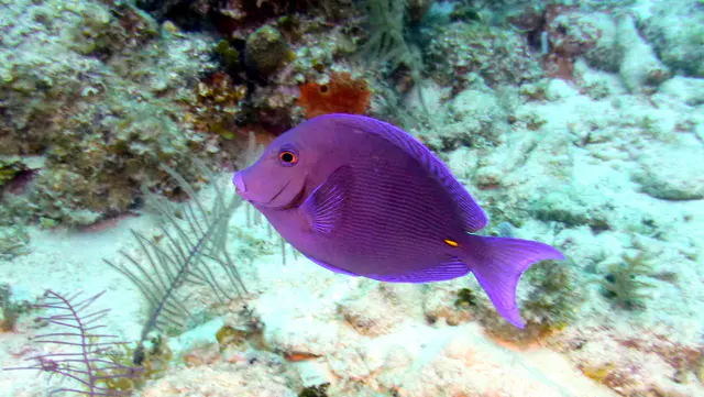 Underwater photograph by Joel Bergsma