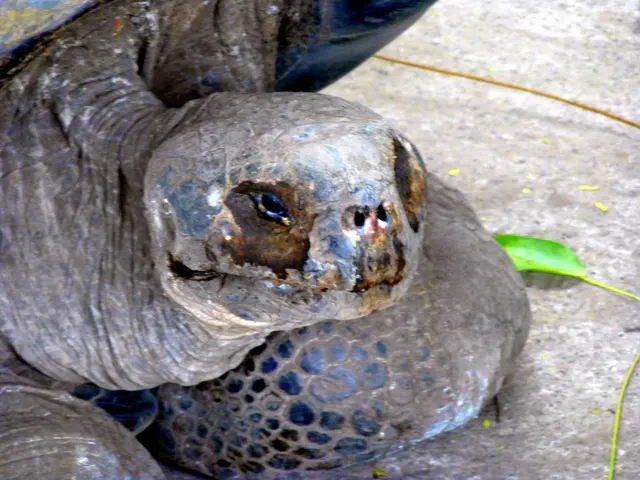 Giant Tortoise