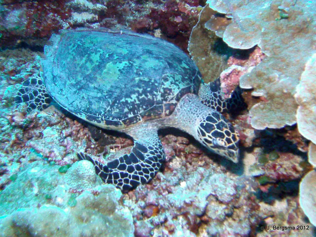 2012-02-05 Dives (49).JPG