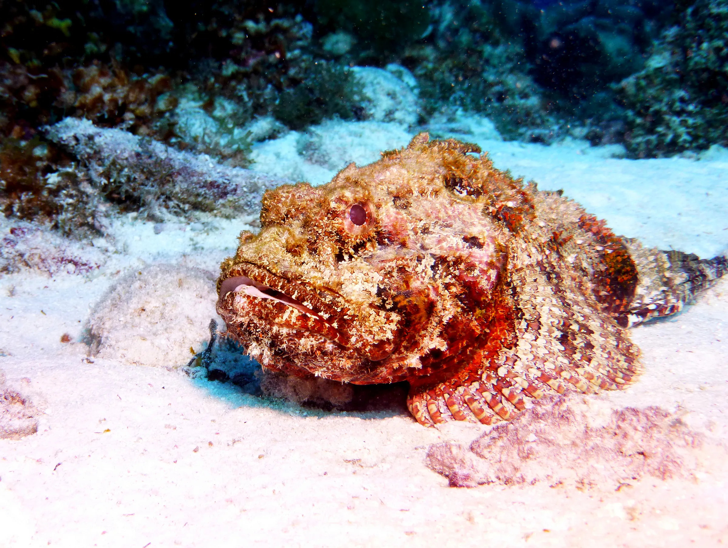 Scorpionfish, Bonaire, 2013