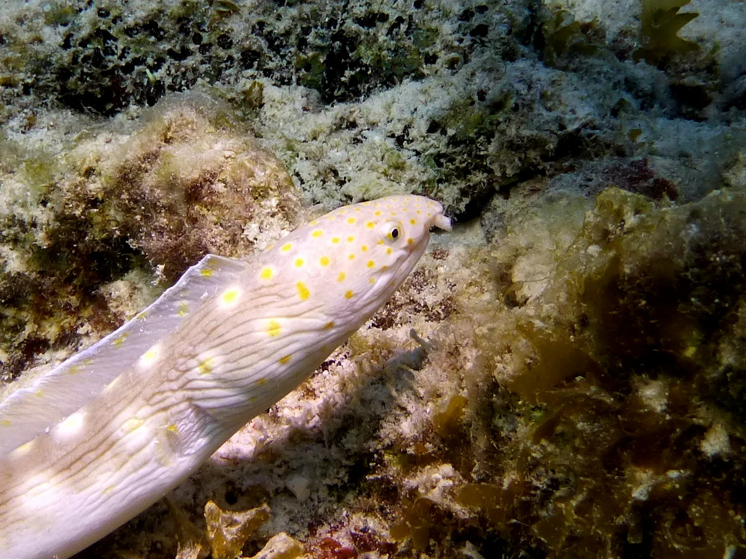 Sharptail Eel, Bonaire, 2013