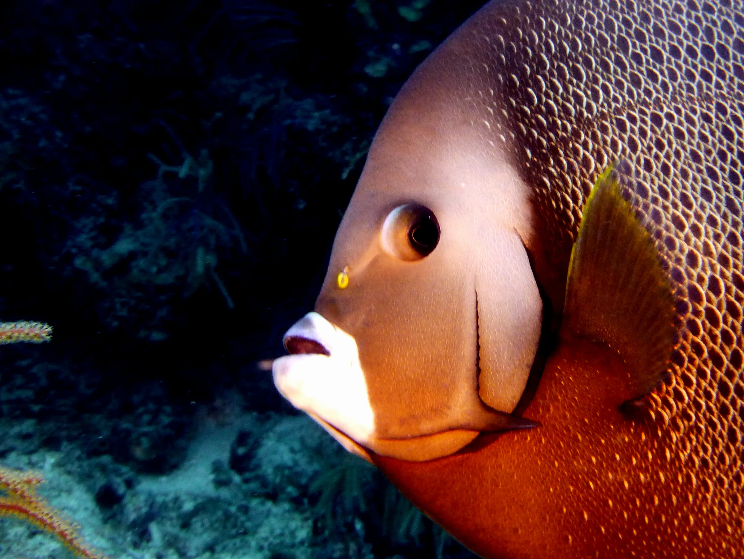 Gray Angelfish, Belize, 2017