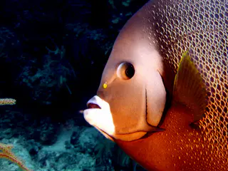 Underwater photograph by Joel Bergsma
