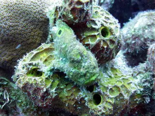 Underwater photograph by Joel Bergsma