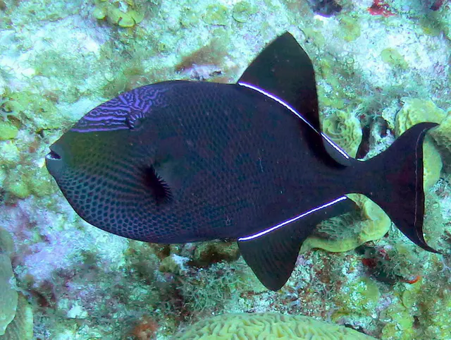 Underwater photograph by Joel Bergsma
