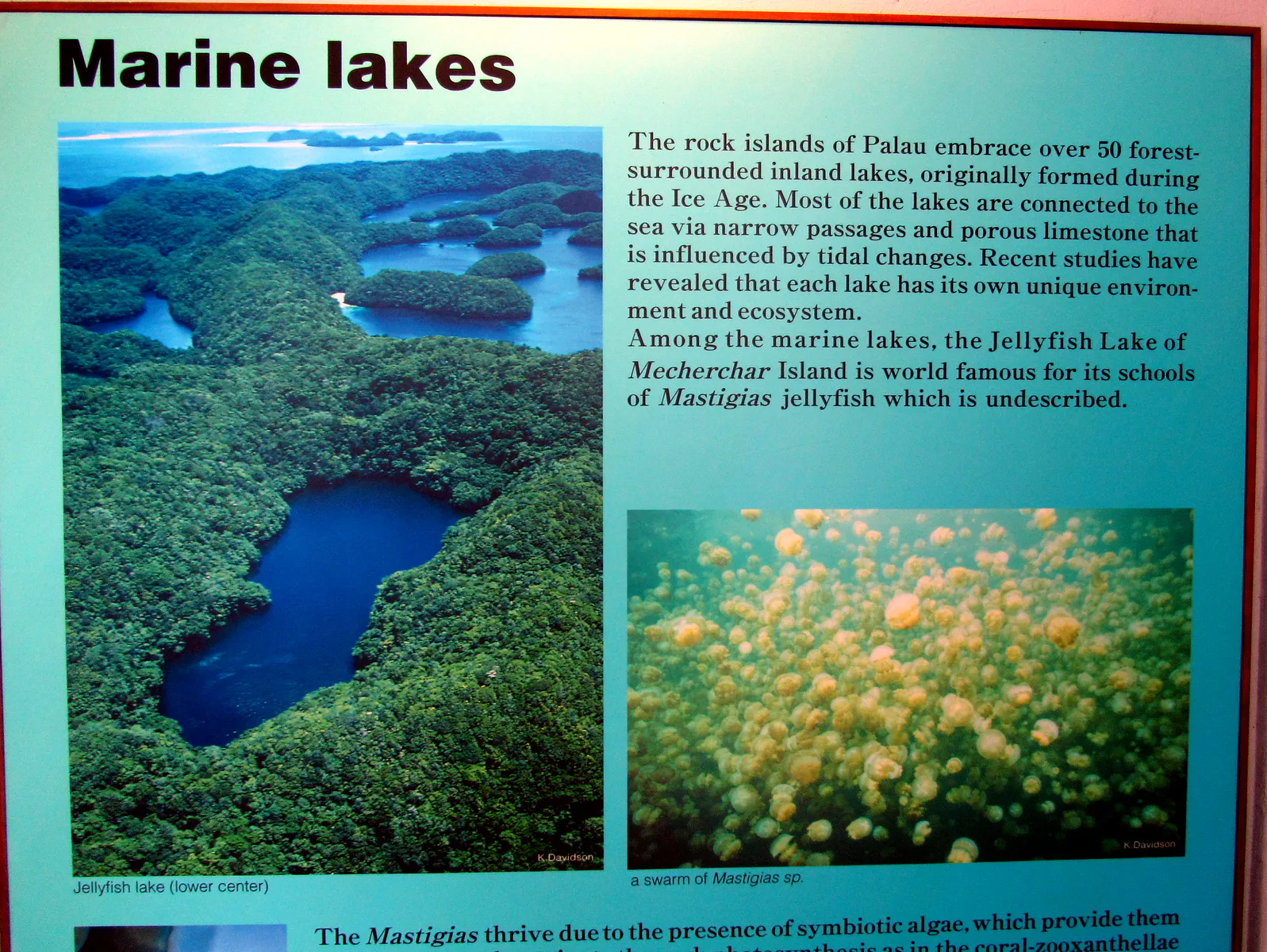 Aerial photo of Jellyfish Lake on the left (lower center).
