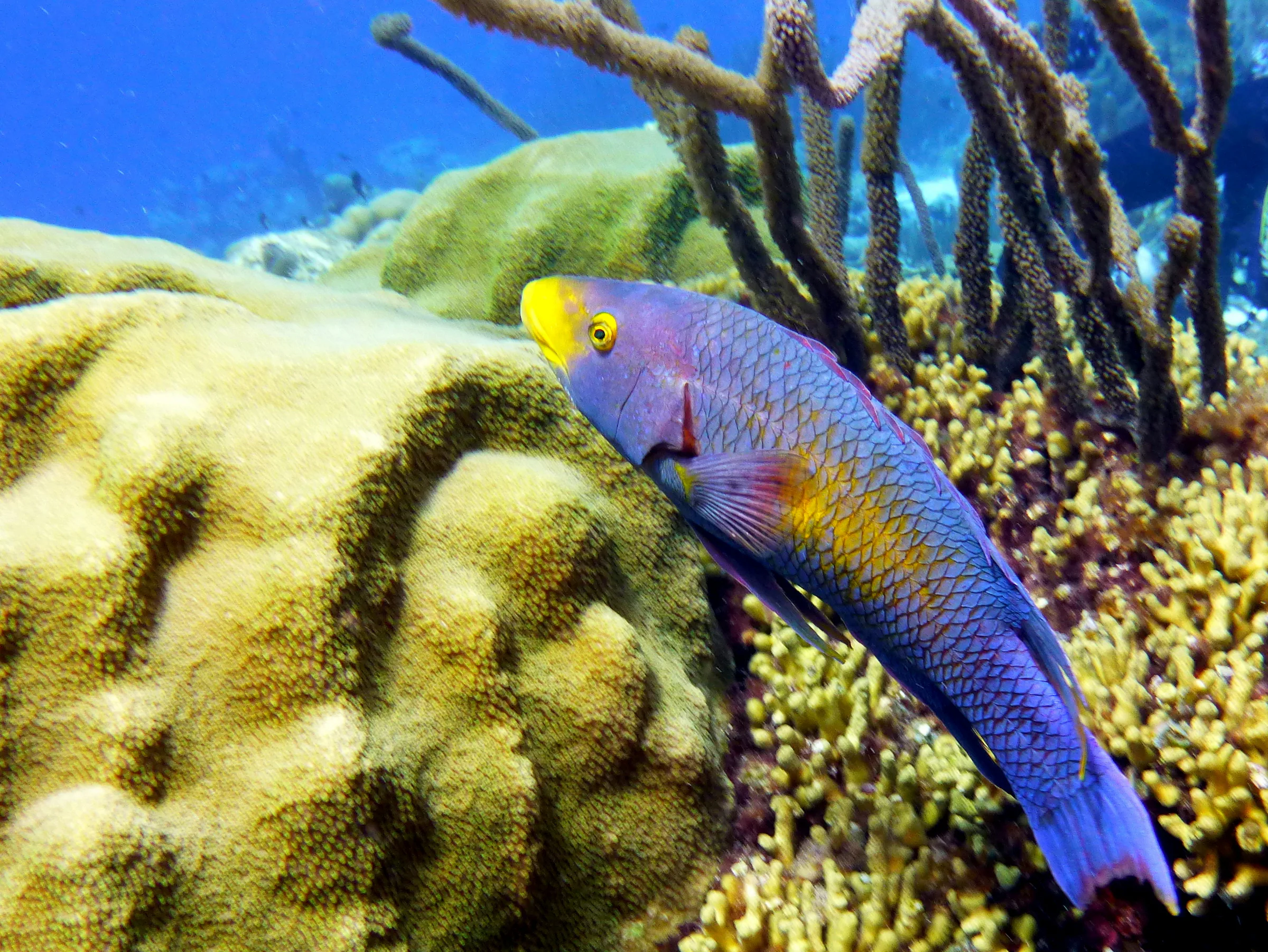 Spanish Hogfish, Bonaire, 2013