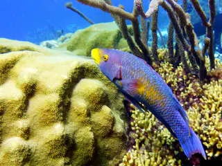 Underwater photograph by Joel Bergsma