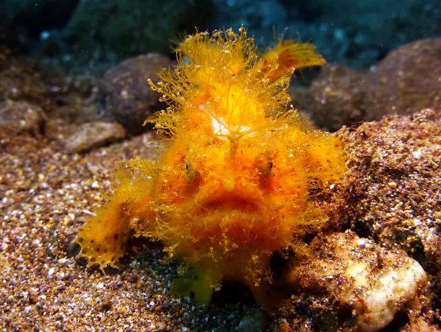 Underwater photograph by Joel Bergsma