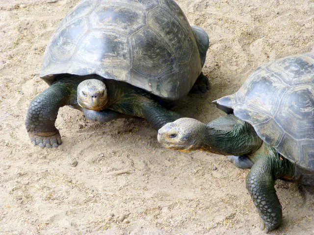 Giant Tortoises