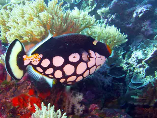 Clown Triggerfish.   See Gerald Allen, et al, Reef Fish Identification - Tropical Pacific (2003) at page 404.