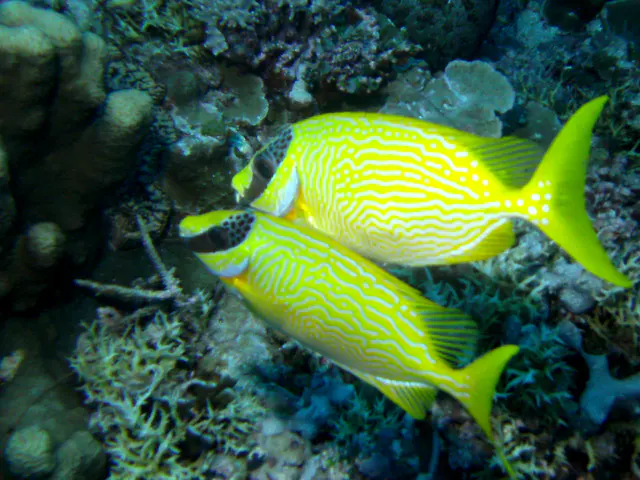 A pair of masked rabbitfish.