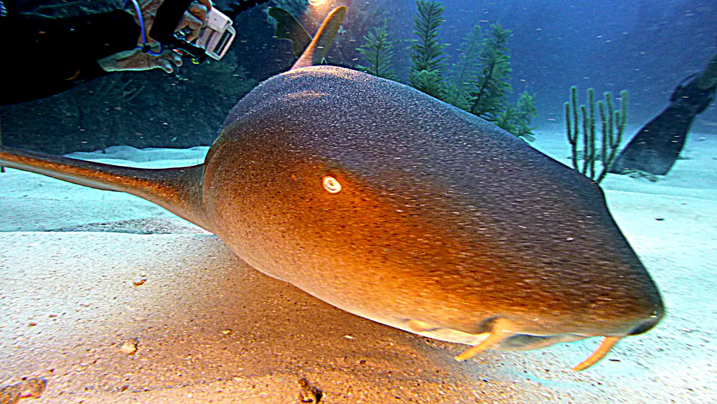 Underwater photograph by Joel Bergsma