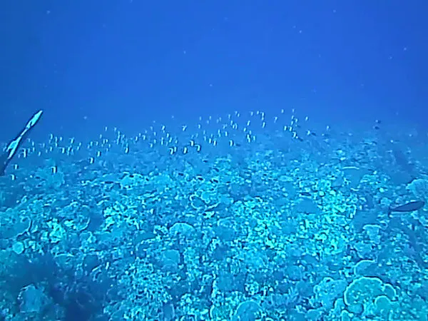 Video of Moorish Idols and the 5 sharks that swim in the shadows below them.