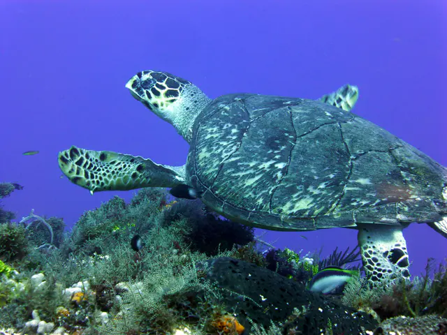 Underwater photograph by Joel Bergsma