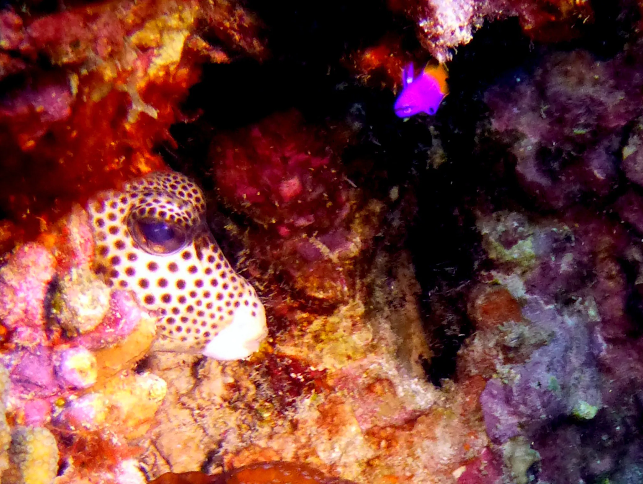 Smooth Trunkfish, Bonaire, 2013