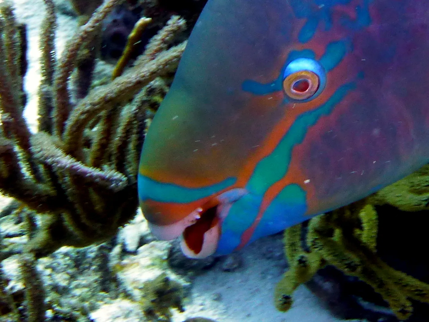 Parrotfish, Bonaire, 2013