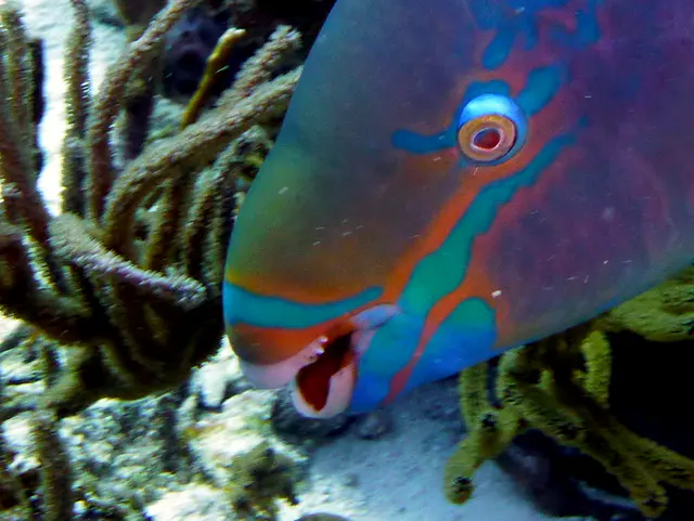 Underwater photograph by Joel Bergsma
