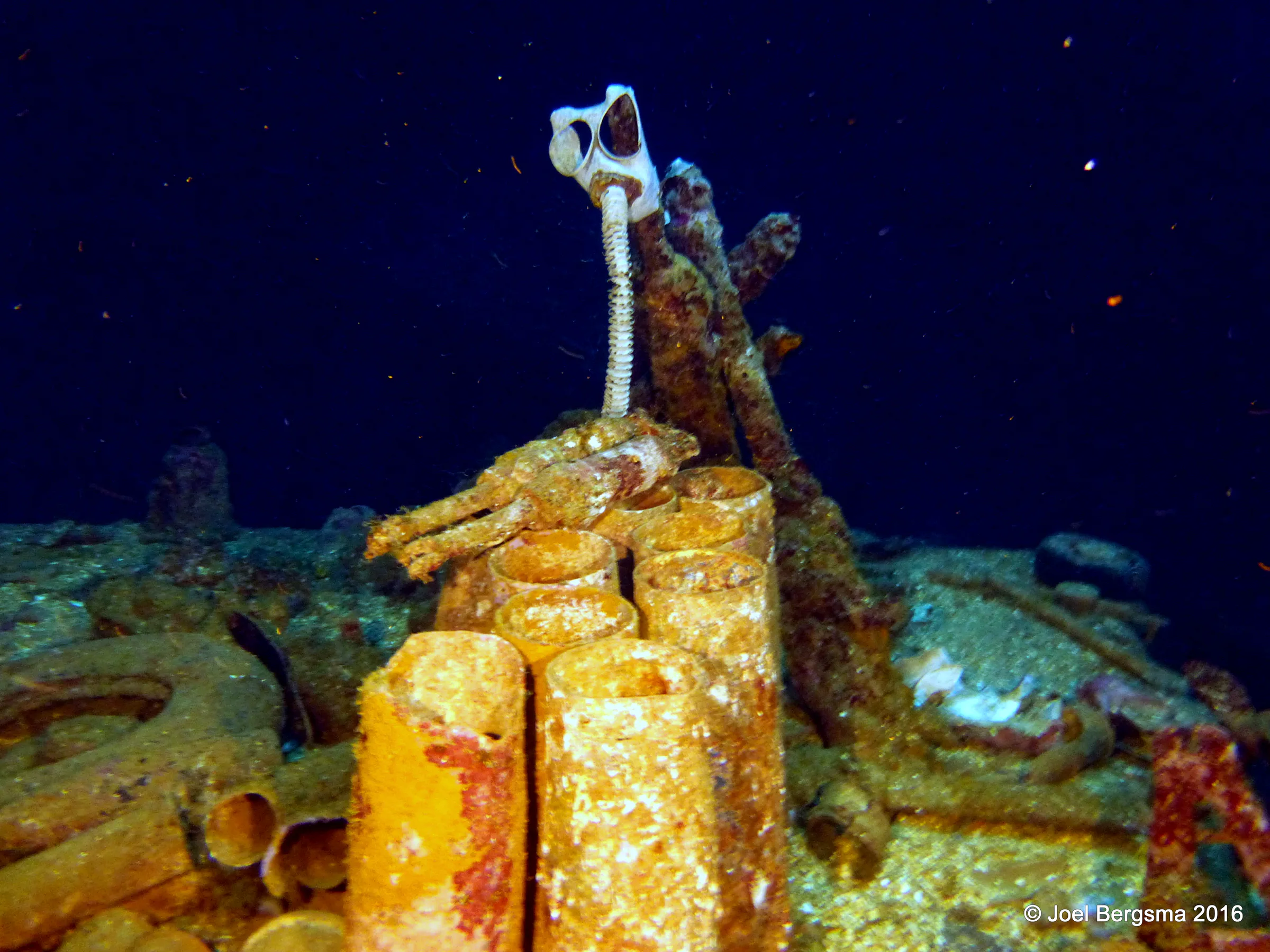 Chuuk Lagoon underwater photograph, 2016