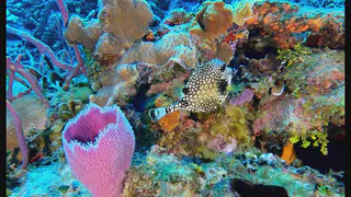 Underwater photograph by Joel Bergsma