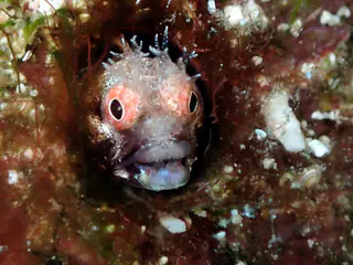 Underwater photograph by Joel Bergsma