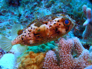 Underwater photograph by Joel Bergsma