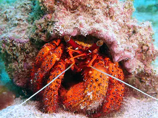 Underwater photograph by Joel Bergsma