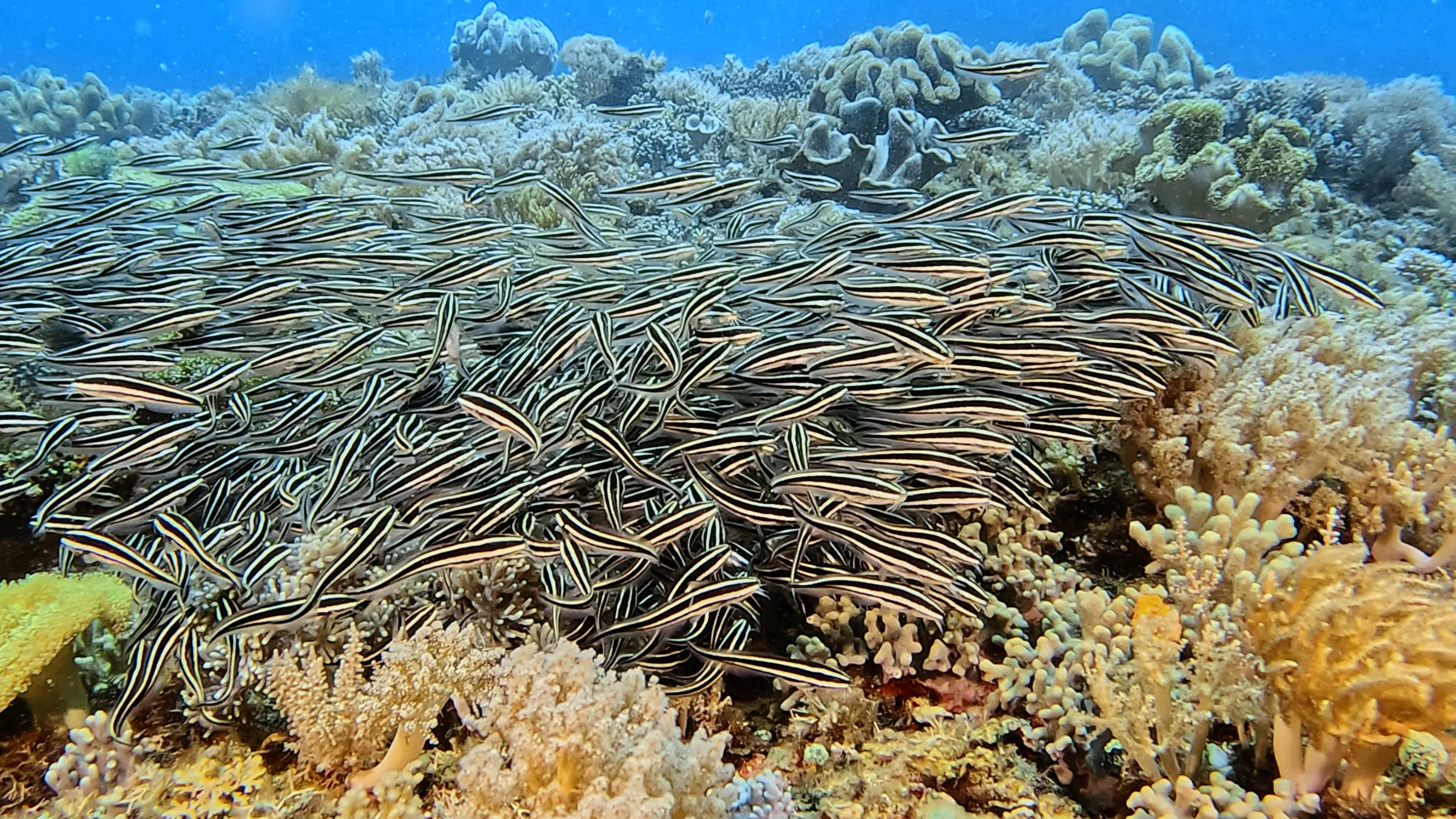 Philippines underwater photograph, 2026